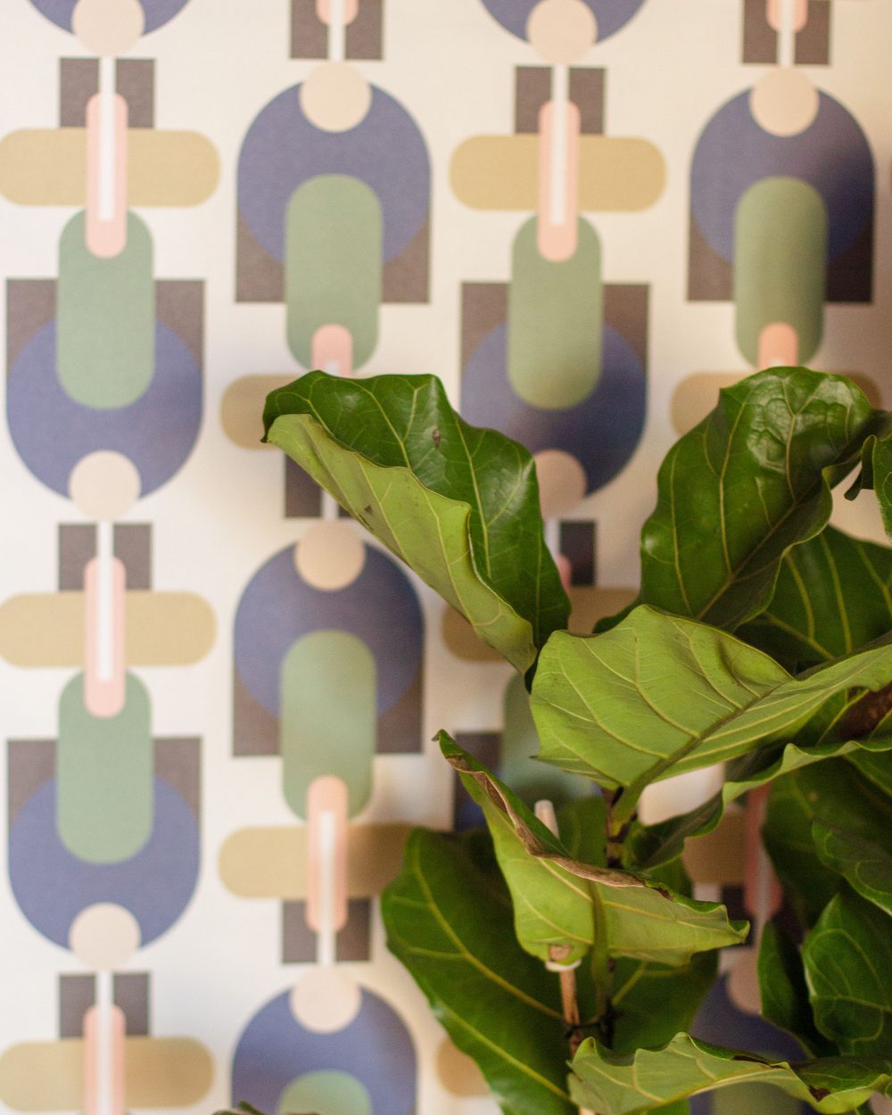 Mid-century geometric wallpaper in blue, sage and tan with a fiddle-leaf fig in front